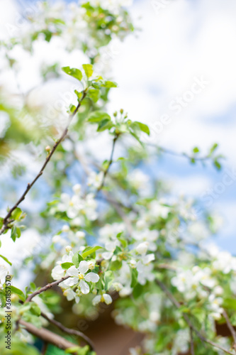 .Blooming apple tree in spring time.