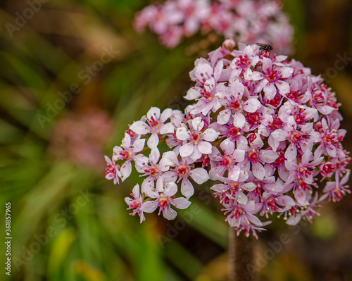 Darmera peltata, the Indian rhubarb or umbrella plant, is a flowering plant, the only species within the genus Darmera in the family Saxifragaceae. Bloom in spring. photo