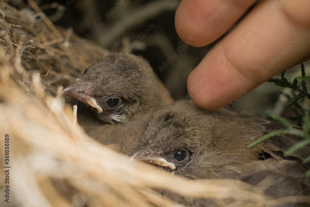 Obraz premium closeup shot of two bulbul chicks in the nest. handing touching baby birds softly.