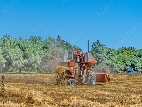 a beautiful brick-red combine harvester cleans a wheat field near the forest and unloads straw after threshing the grain. hot summer day