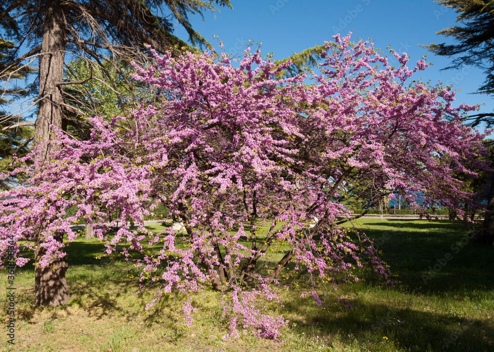 Cercis tree in blossom (cercis sililuastrum), Saints Constantine and Helena resort, Bulgaria