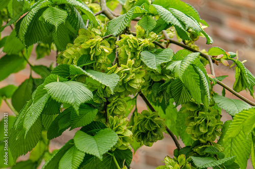 Elms are deciduous and semi-deciduous trees comprising the flowering plant genus Ulmus in the plant family Ulmaceae.