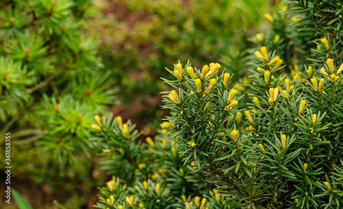 Taxus or yew coniferus with new spring vegetation and yellow needles in garden close up