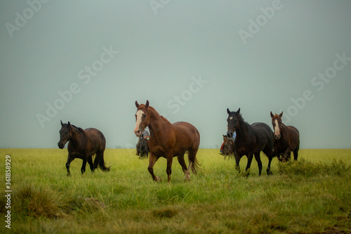 Cavalos Crioulos photo