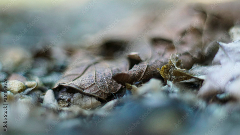 dried leaf macro dried leaf macro
