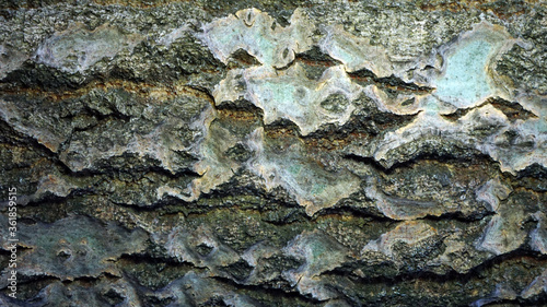 Bark texture, brown background