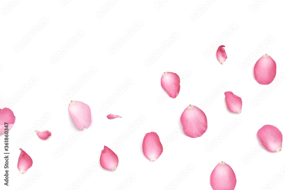 Blurred a group of sweet pink rose corollas on white isolated background with softly style and copy space 