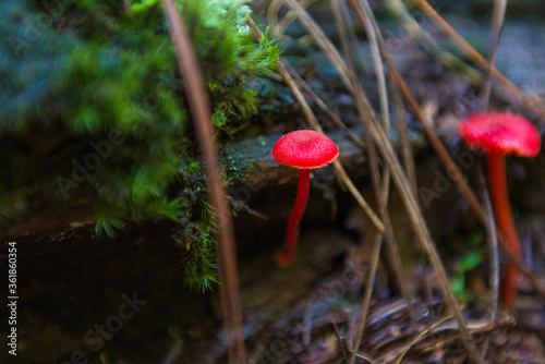 Red mushroom in wet forest.