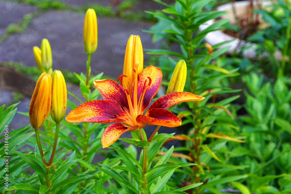 Bicolor Asiatic lily flower growing in the garden Bicolor Asiatic lily flower growing in the garden