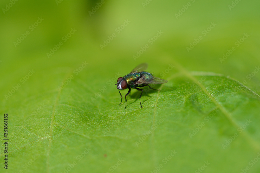 Goldfliege, Lucilia sericata Goldfliege, Lucilia sericata