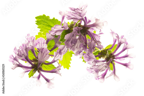 bouquet of flowers isolated