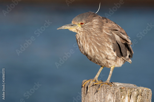 Black crowned Night Heron - immature bird