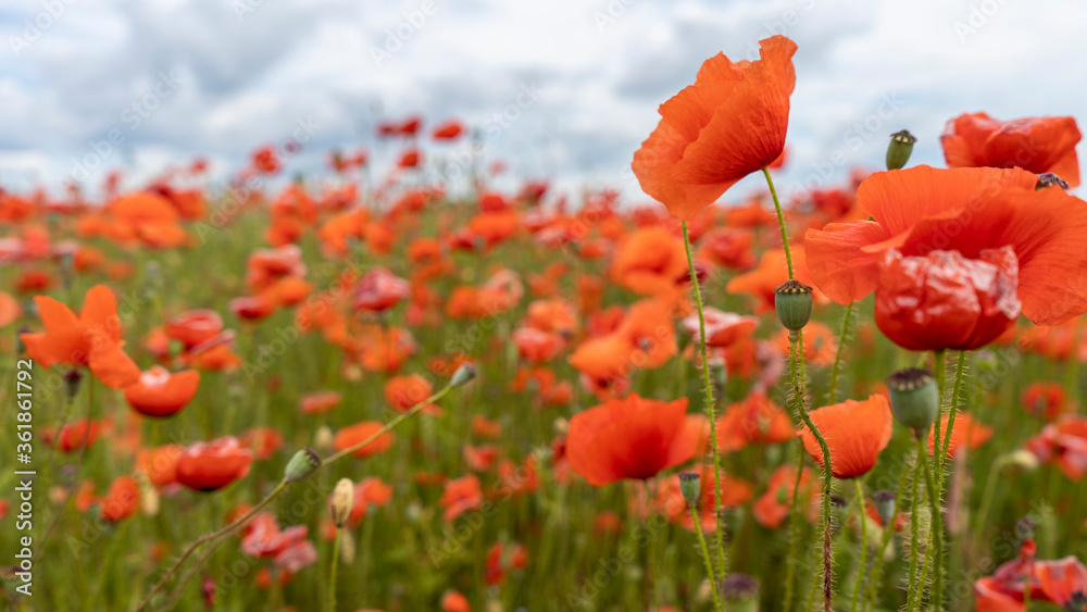 Obraz Pole Kwitnących Czerwonych Maków. Piękne kwiaty łąka i letni krajobraz przyrody