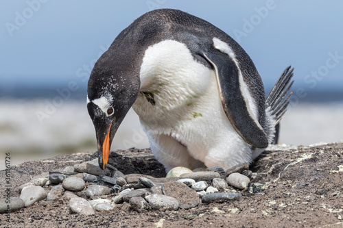 Gentoo Penguin nest site