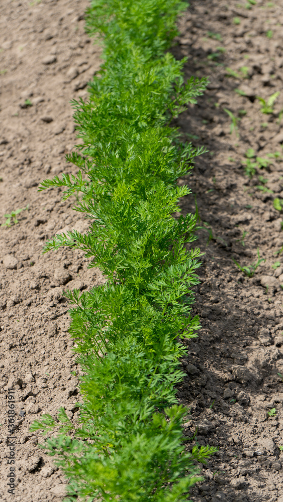 Green Carrot Plants in Growth at Vegetable Garden in the Organic Farm. Home Growing Vegetables in Spring Time. Agriculture and Ecological Fruit Farming Concept Green Carrot Plants in Growth at Vegetable Garden in the Organic Farm. Home Growing Vegetables in Spring Time. Agriculture and Ecological Fruit Farming Concept