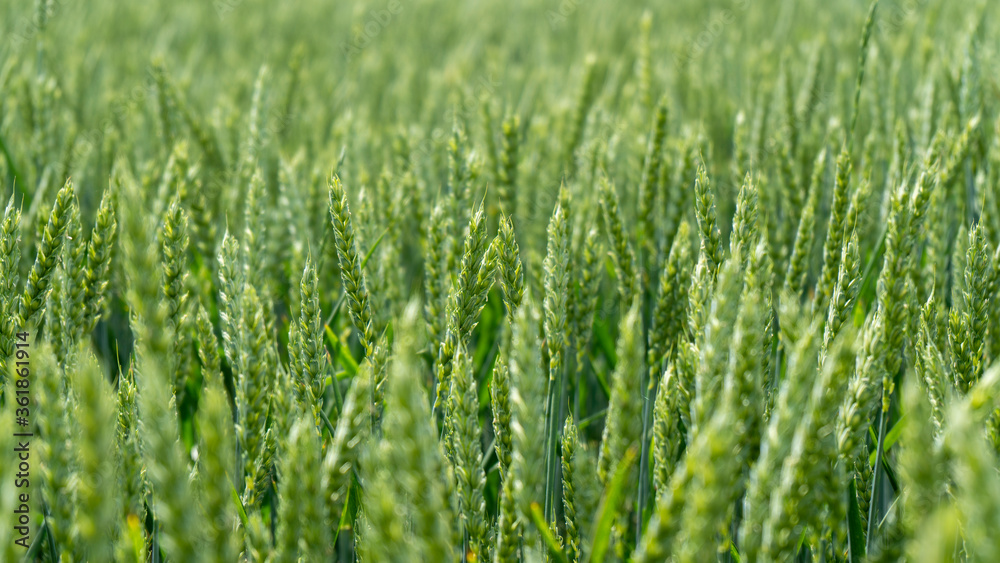 Wheat Field. Ears of Wheat Close Up. Background of Ripening Ears of Meadow Wheat Field. Rich Harvest. Wheat Field. Ears of Wheat Close Up. Background of Ripening Ears of Meadow Wheat Field. Rich Harvest.