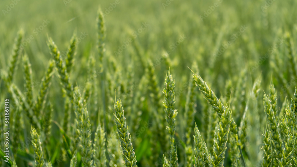 Wheat Field. Ears of Wheat Close Up. Background of Ripening Ears of Meadow Wheat Field. Rich Harvest. Wheat Field. Ears of Wheat Close Up. Background of Ripening Ears of Meadow Wheat Field. Rich Harvest.