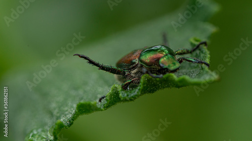 beetle bug on a leaf © Dean