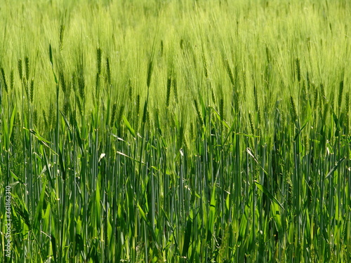 green rye field