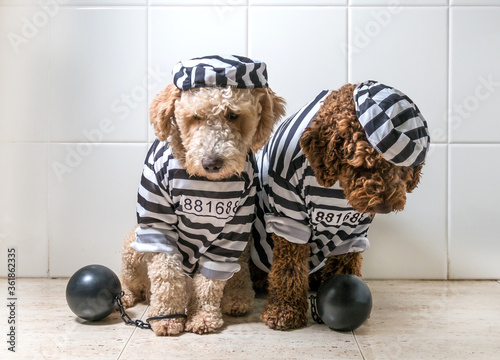 Bad dogs dressed as prisoner jail house rock clothes, Spanish Water Dog