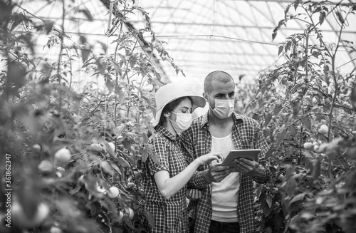 Young scientists farmers working on a tomato greenhouse farm. Compare the data in the tablet. Work on an organic farm. 