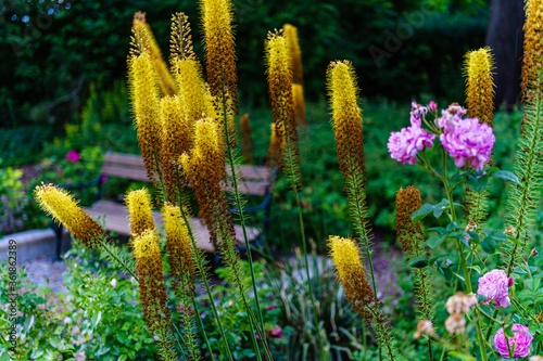 lauschiger Winkel im Garten mit Sitzbank und üppig leuchtend gelb blühender Steppenkerzen (Eremurus);  auch  Steppenlilie, Cleopatranadel oder Lilienschweif photo