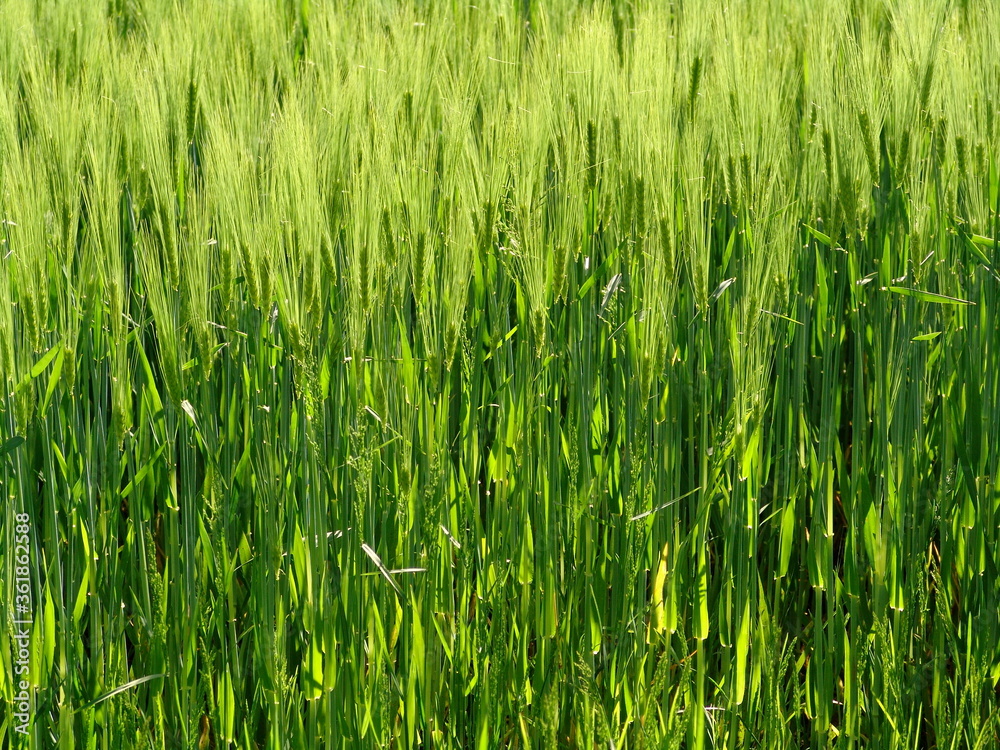 green rye field green rye field