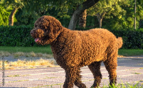 Spanish Water Dog Brown walking on green grass outdoor