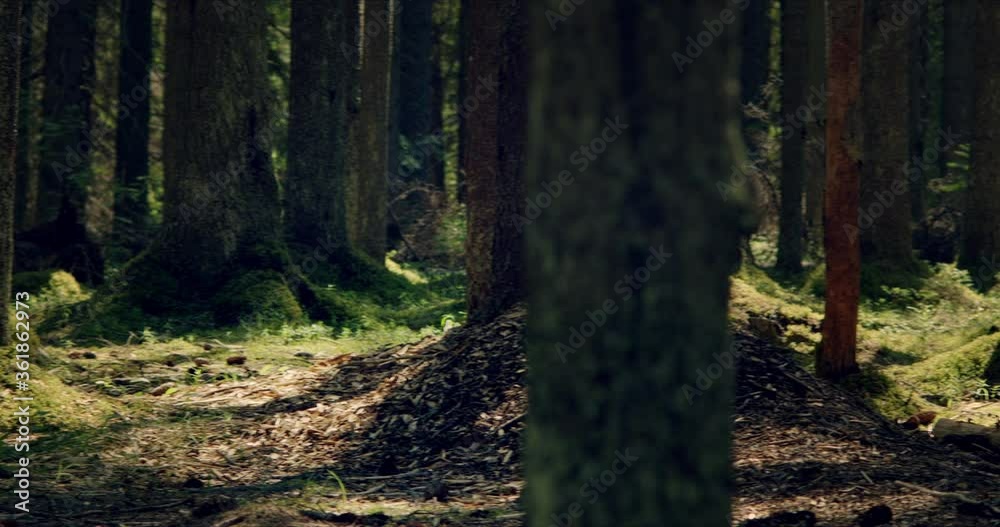 Panoramic view from the bottom up to the soothing quiet coniferous mossy forest with large pines permeated with sunlight Panoramic view from the bottom up to the soothing quiet coniferous mossy forest with large pines permeated with sunlight