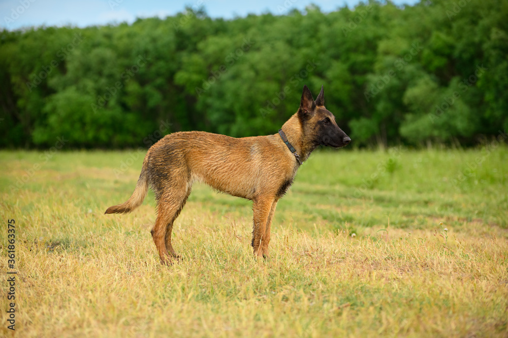 The Malinois dog, six month old, is standing on the field against the background of the green trees.