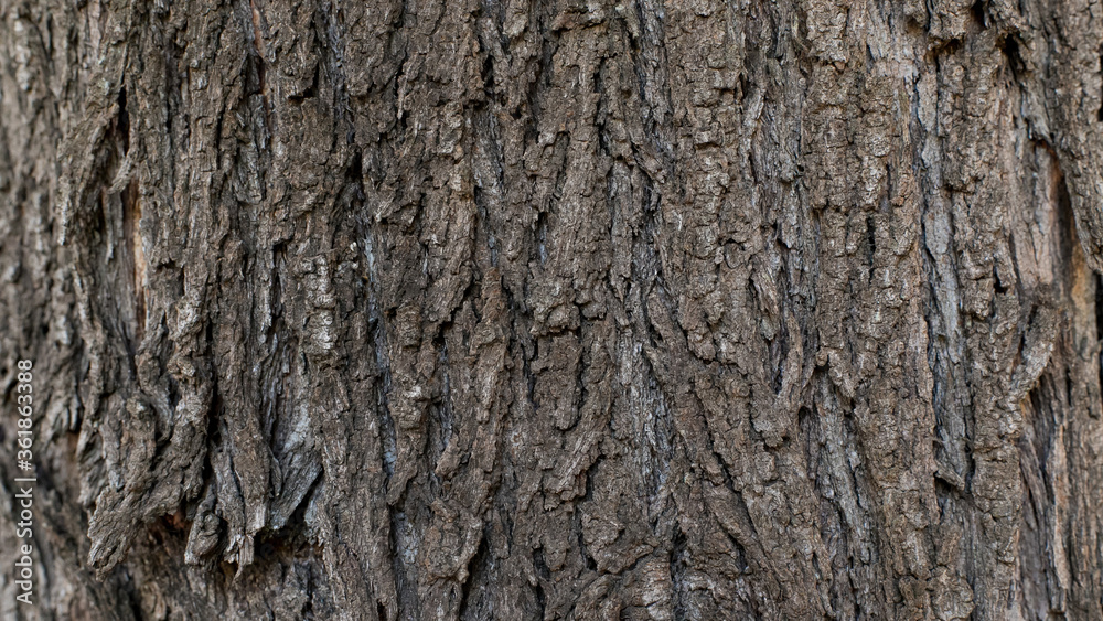background texture of ribbed cracked tree bark background texture of ribbed cracked tree bark