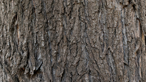 background texture of ribbed cracked tree bark © Olena
