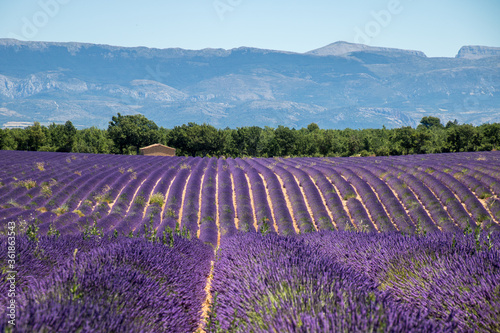 Fototapeta Naklejka Na Ścianę i Meble -  lavender field in provence