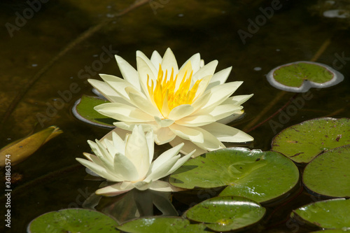 Two yellow water liliesy on water of pond  lilium  Saint Constantine and Helena resort  Bulgaria.