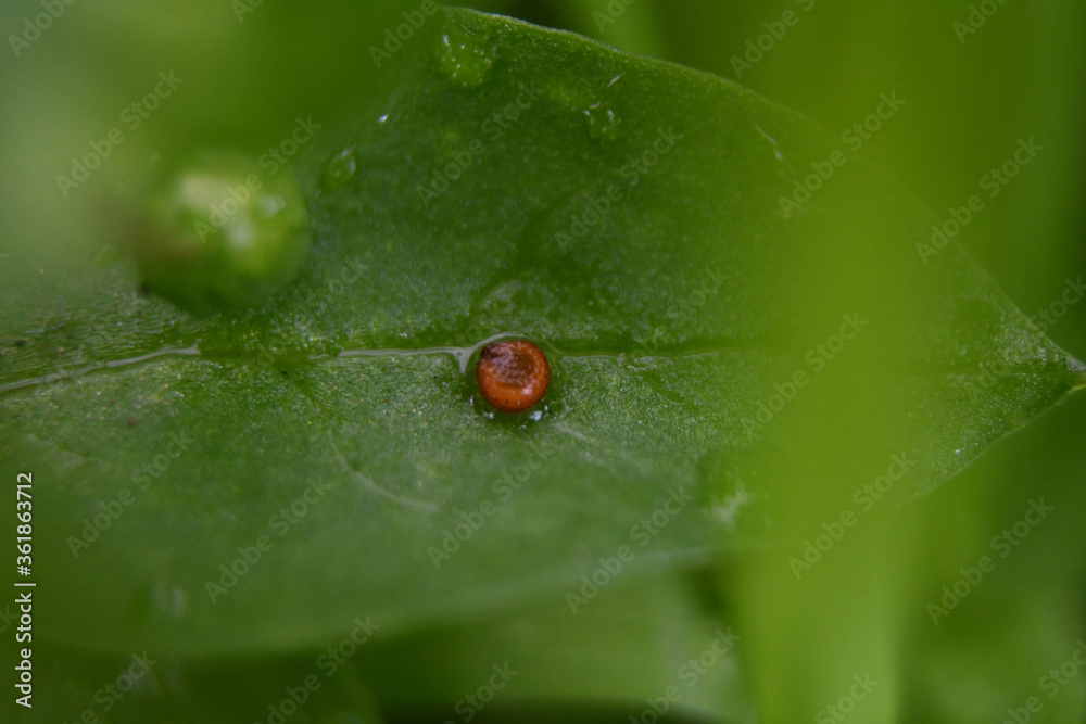 Larva en hoja Larva en hoja