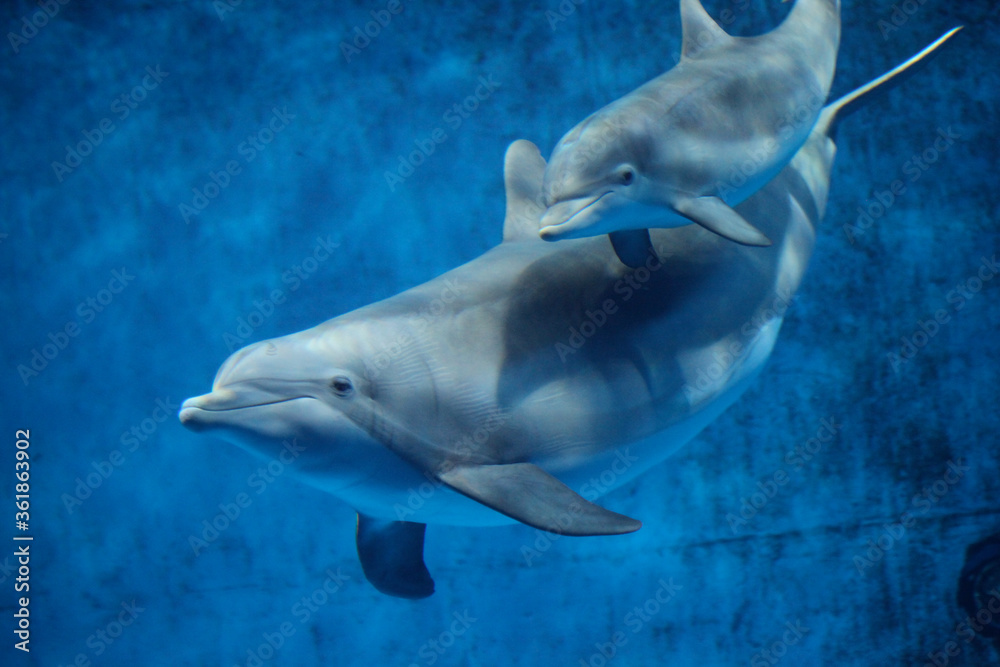 Naklejka premium Mother and baby Dolphin at Minnesota Zoo