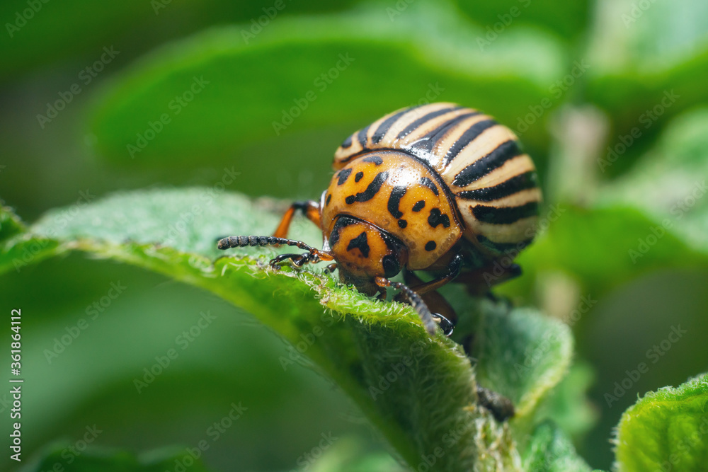 Crop pest, the Colorado potato beetle sits on the leaves of potatoes Crop pest, the Colorado potato beetle sits on the leaves of potatoes