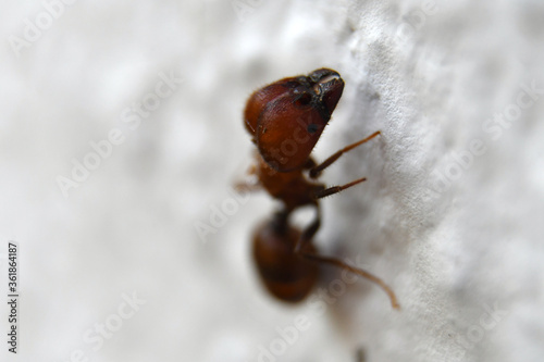 Hormiga gigante en pared