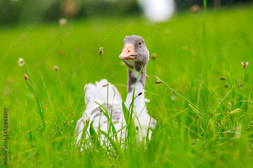 Obraz premium Portrait of a goose on a green meadow