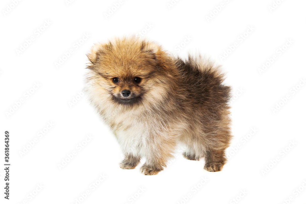 Obraz premium puppy pomeranian spitz