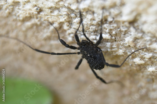 Araña negra caminando en pared