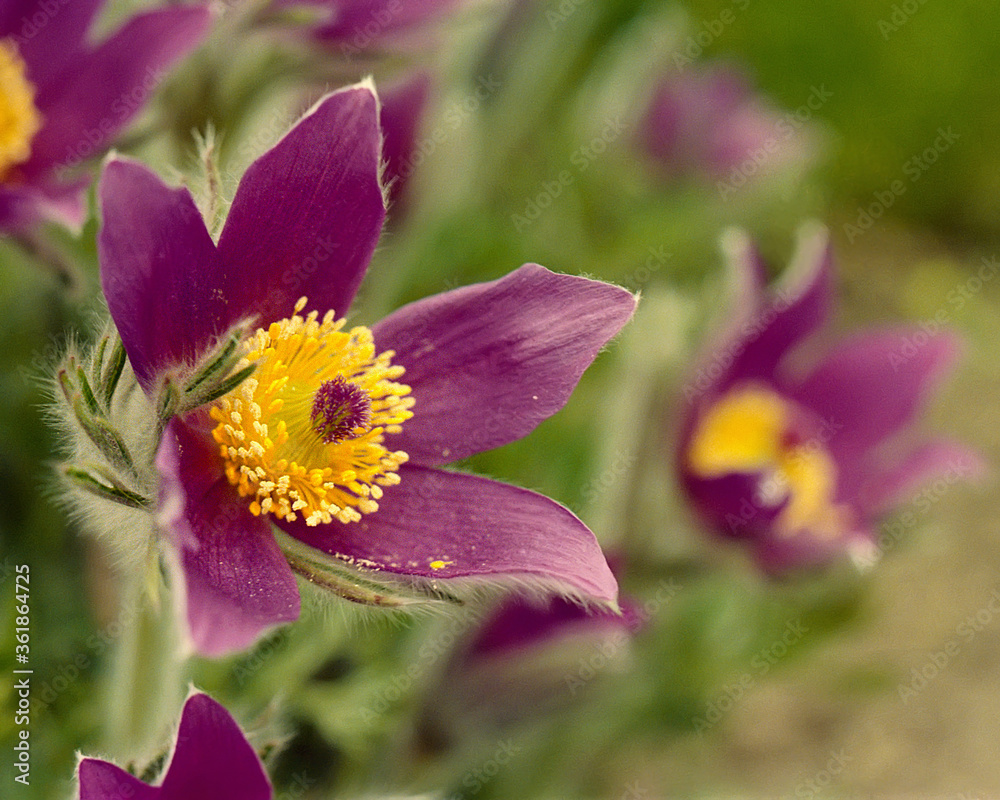 Prairie crocus, aka pasque flower