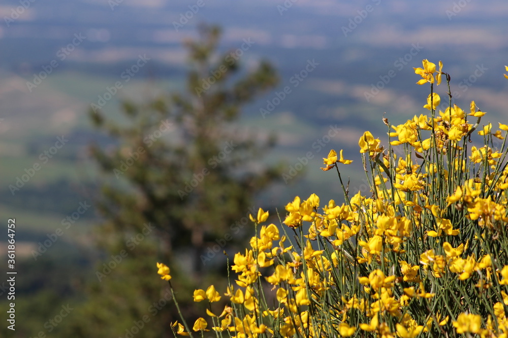 Obraz premium Tuscany