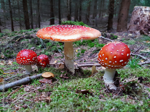 Red fly mushroom - Fly agaric growing in the forest