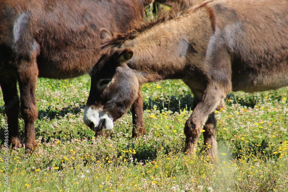 Fototapeta premium Tuscany