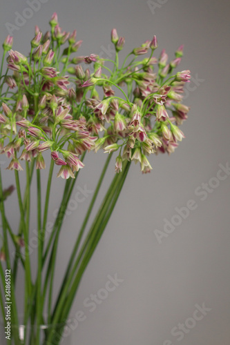 Chives or Allium schoenoprasum blooming flowers in glass vase on gray background  selective focus