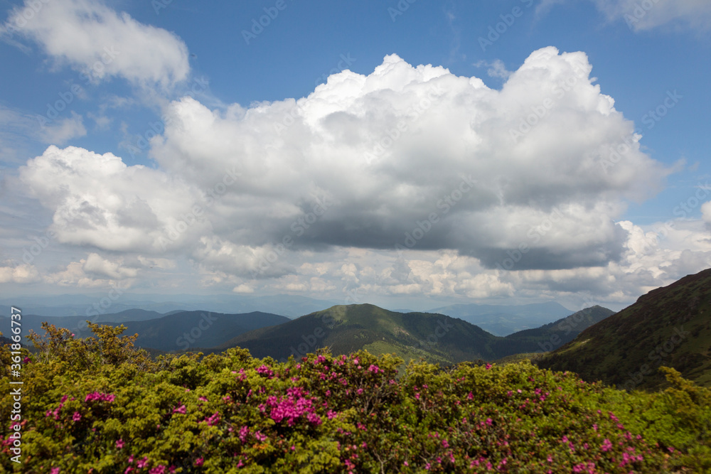Big cloud over landscape of summer mountains with pink rhododendron