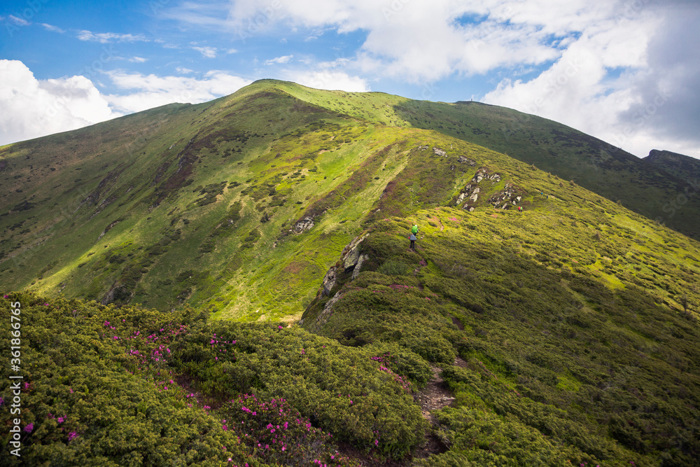 Naklejka premium Tourists follow the trail along the mountain range. Hiking travel outdoor concept panoramic view. Ukrainian Carpathian Mountains, Ukraine
