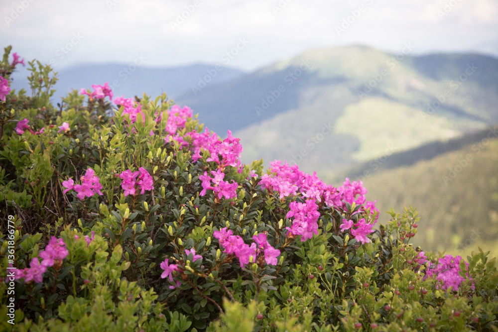 Flowering of Carpathian rhododendron on the Ukrainian mountain slopes, beautiful landscapes and fantastic views. Flowering of Carpathian rhododendron on the Ukrainian mountain slopes, beautiful landscapes and fantastic views.
