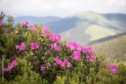 Flowering of Carpathian rhododendron on the Ukrainian mountain slopes, beautiful landscapes and fantastic views.